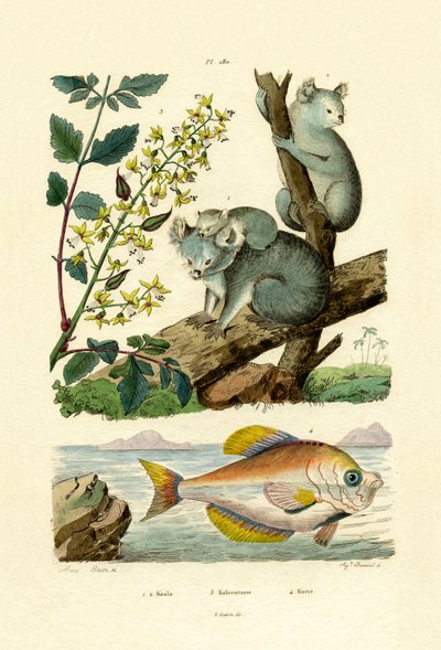 Koala by French School